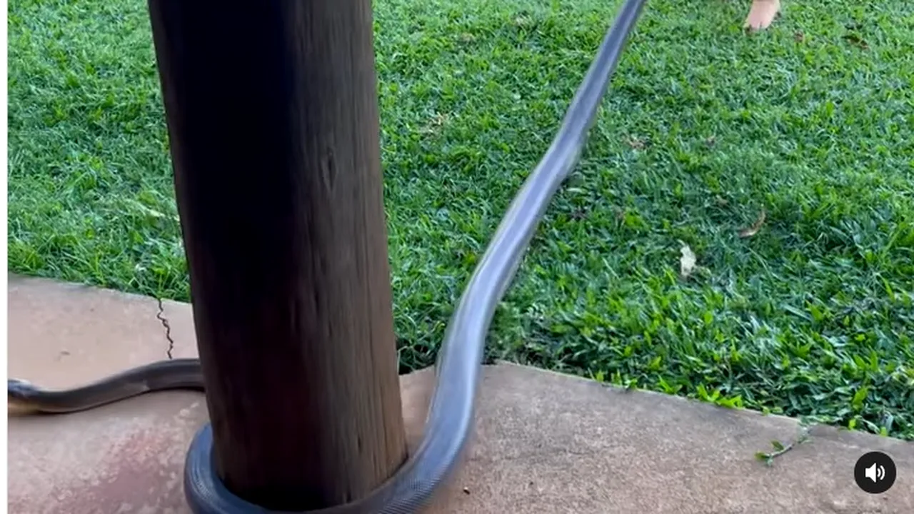 Un tată îşi îndeamnă copilul în vârstă de doi ani să se joace cu un şarpe lung de trei metri. Reacţia băiatului, într-un video viral