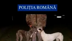 12 câini din rasa Ogar, folosiţi ilegal pentru dresaj sau pentru controlul agresivităţii altor animale, salvaţi de poliţişti şi luptători SAS, în Arad. Ce au mai descoperit oamenii legii