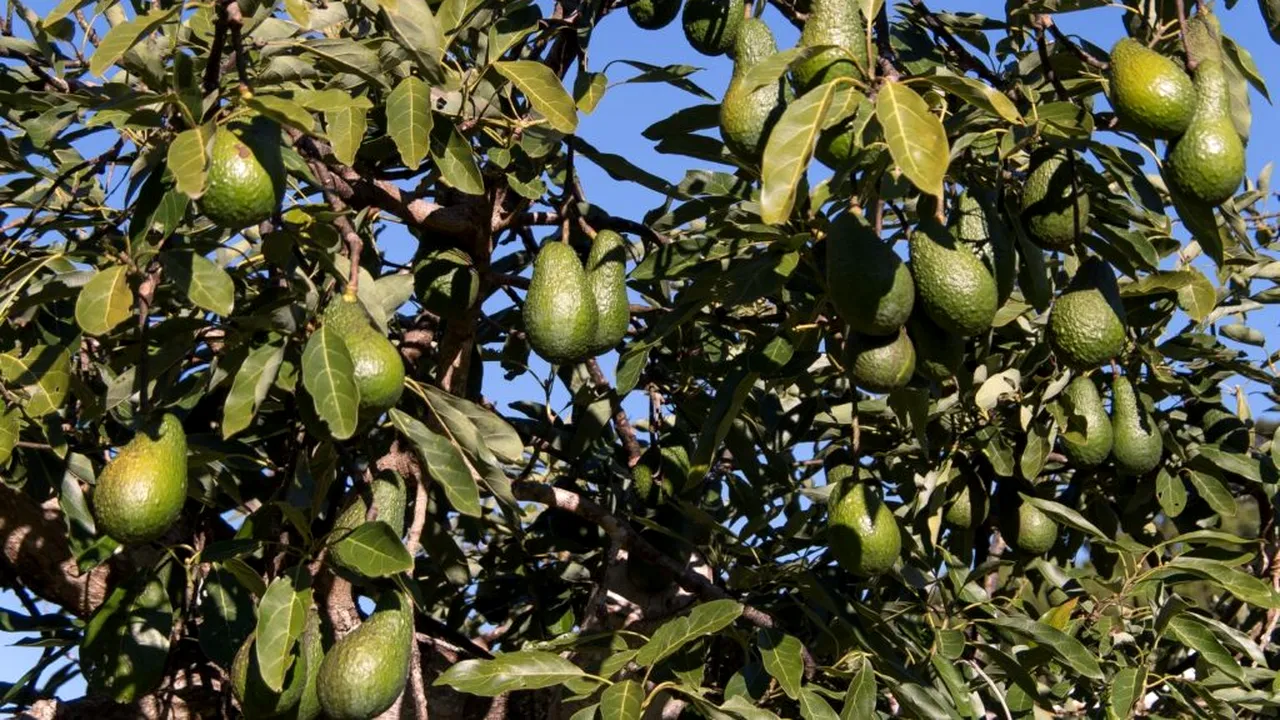 Un bebeluș a murit la patru zile după ce a fost lovit de un avocado. Autoritățile din Argentina, acuzate de neglijență