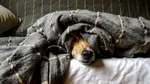 Suntem mai deranjanți pentru animale decât credeam. Descoperirea care schimbă tot ce știam