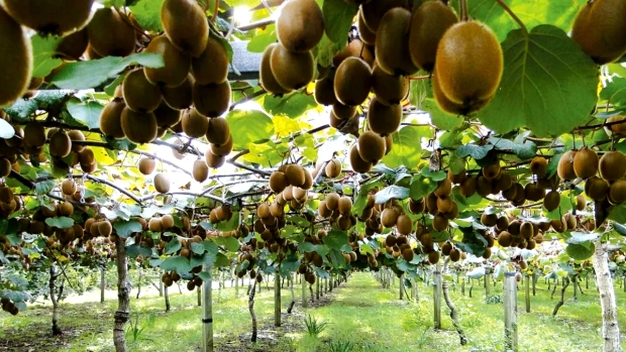 Clima schimbă agricultura românească: curmale şi kiwi la Dăbuleni, livezi de smochini în Roşiori, Teleorman sau fructe de goji la Braşov. Ce mai urmează?