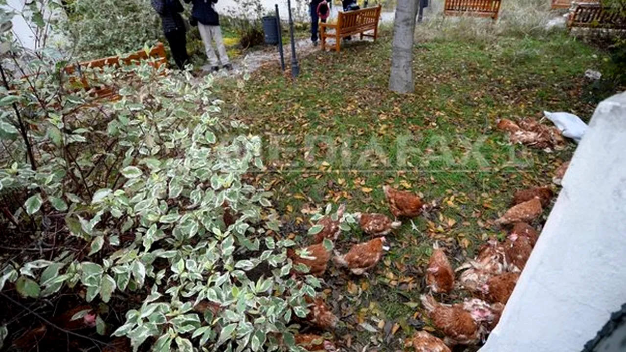Găini cu bileţele la gât pe care scrie 