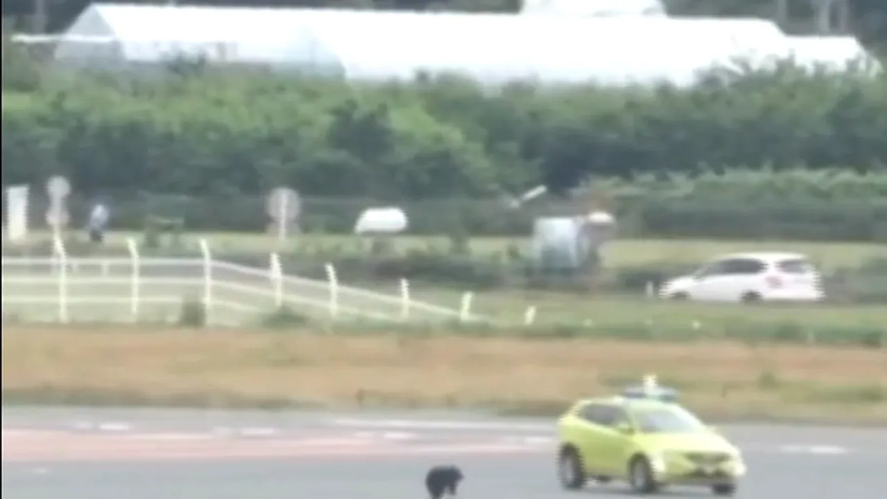 Aeroport închis în Japonia din cauza unui urs rătăcit pe o pistă