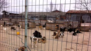 Vier Pfoten: Hingherii ne-au ridicat abuziv 18 câini. ASPA: Nu aveau documente pentru ei - FOTO, VIDEO
