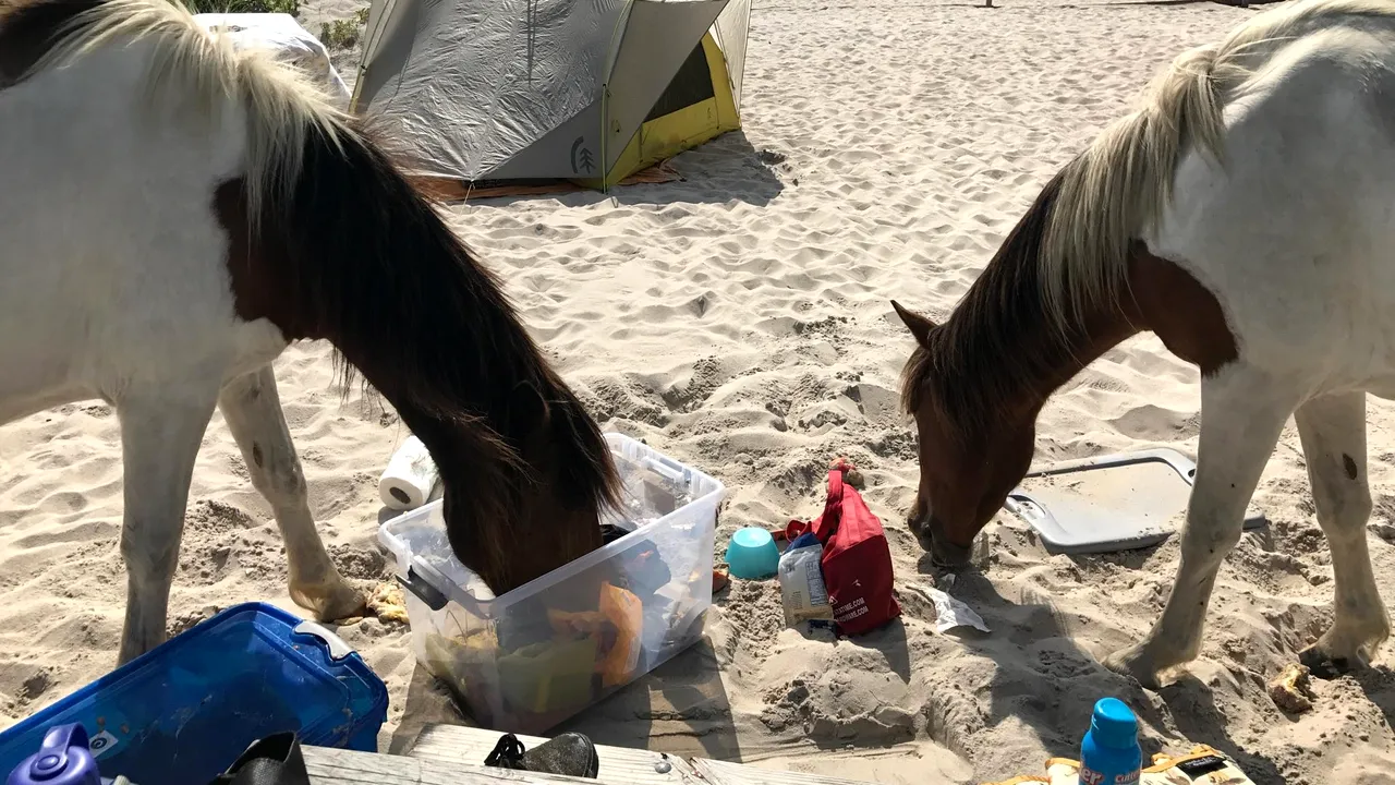 Insula unde caii sălbatici fură mâncare de la turişti
