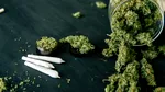 Peste un kilogram de canabis, confiscat după percheziții în București, Bacău și Ilfov