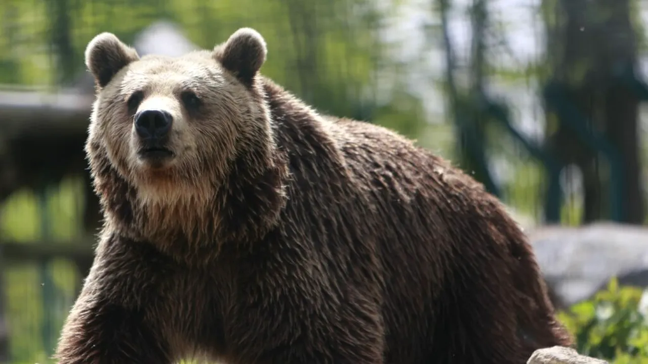 Dâmbovița: A fost semnalată prezența unui urs în Pucioasa. Autoritățile au emis RO-Alert