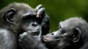 Cimpanzeii tineri au o memorie pe termen scurt mai bună decât oamenii