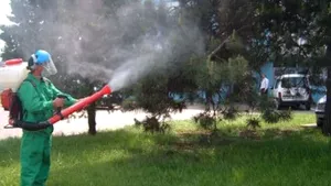 Scapă bucureştenii de rozătoare, paraziţi şi insecte? Primăria Bucureşti anunţă deratizarea subsolurilor blocurilor