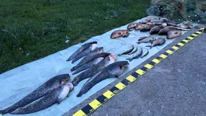 Sute de kilograme de peşte confiscate în urma unor percheziţii la domiciliile unor tulceni - FOTO