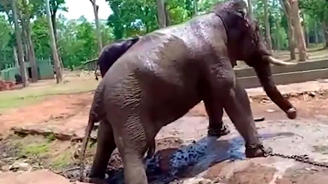 Momentul şocant în care un elefant, legat cu lanţuri, se prăbuşeşte şi moare în faţa mai multor oameni. Imaginile au stârnit revolta iubitorilor de animale | VIDEO