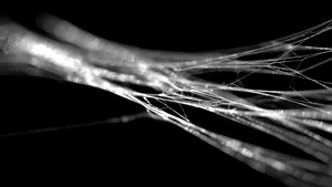 Un material natural mai rezistent decât oțelul. Cercetătorii explică secretul molecular din spatele forței sale