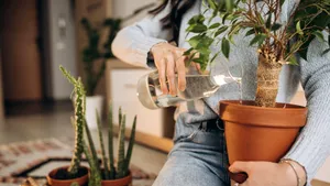 Mucegai, insecte și plante ofilite - toate din cauza unui obicei simplu. Când nu trebuie să uzi niciodată florile