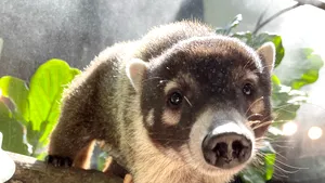 Un coati a evadat de la Zoo Oradea în timpul furtunii