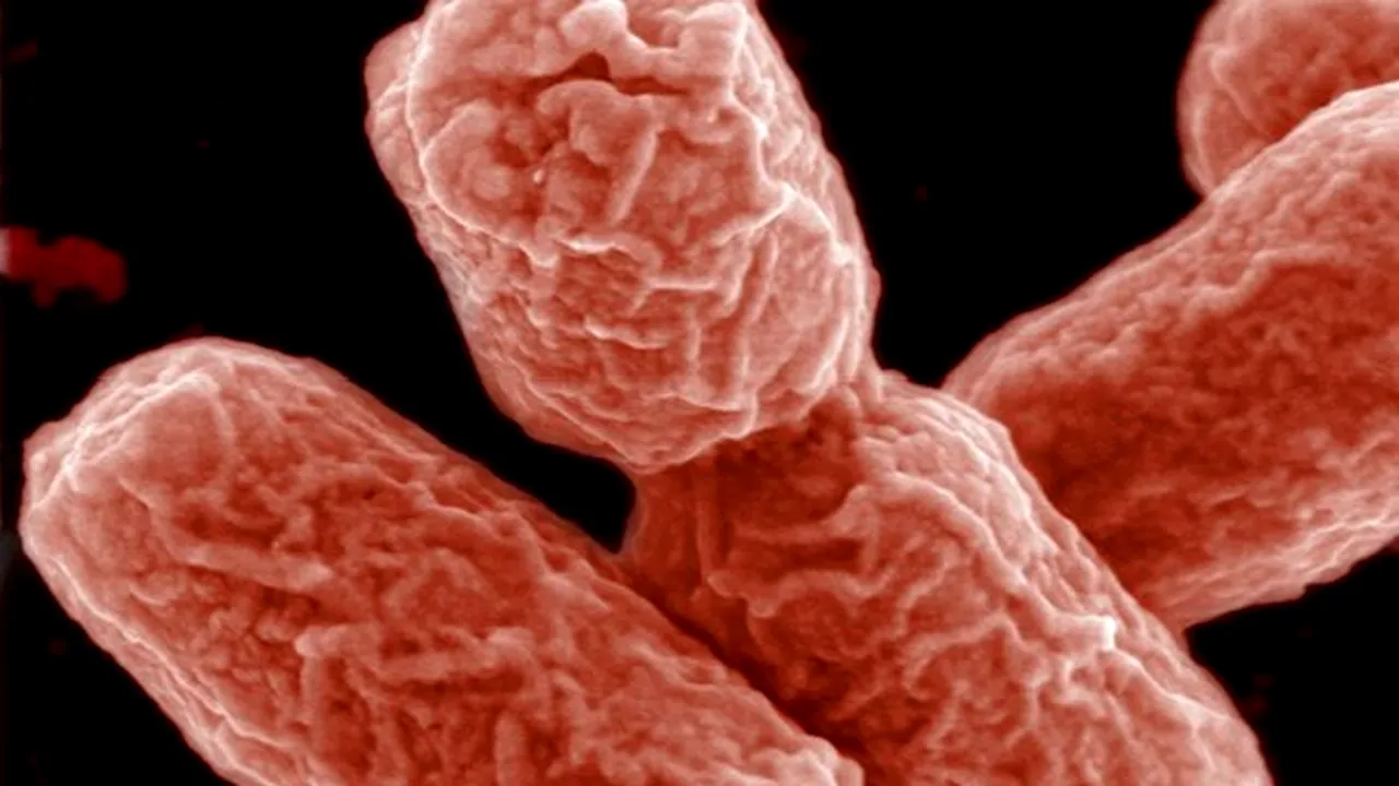 Bacteria E.coli din Europa, o formă evoluată a unei tulpini identificate în Germania în 2001