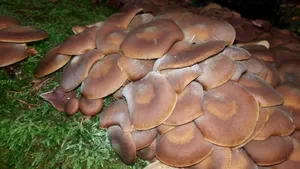 Cel puţin 11 morţi şi sute de persoane spitalizate, după ce au consumat ciuperci otrăvitoare, în Iran. S-au vândut în piaţă