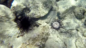 Biologii marini au rezolvat misterul dispariţiei în masă a ariciului de mare cu spin lung