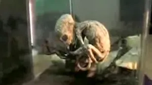 Un pui de extraterestru, găsit de fermieri - VIDEO