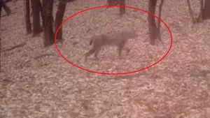 VIDEO Imagini rare cu un râs, surprinse într-o pădure din Vrancea