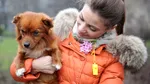 Parlamentul propune sterilizarea obligatorie a câinilor, cu sau fără stăpân