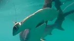 O specie rară de rechin, observată în Galapagos după mai bine de 20 de ani. Descoperirea îi surprinde pe cercetători