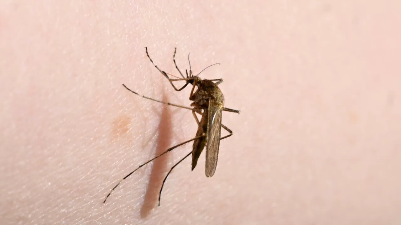 Virusul West Nile provoacă îngrijorare în Italia. O femei a murit, zeci de persoane s-au infectat