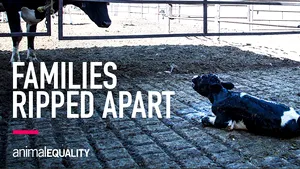 Costul real al laptelui: vaci bătute într-o fermă din Marea Britanie, o investigaţie şocantă

