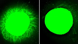 Un pas uriaș spre tratarea paraliziei: țesutul nervos uman s-a regenerat în laborator