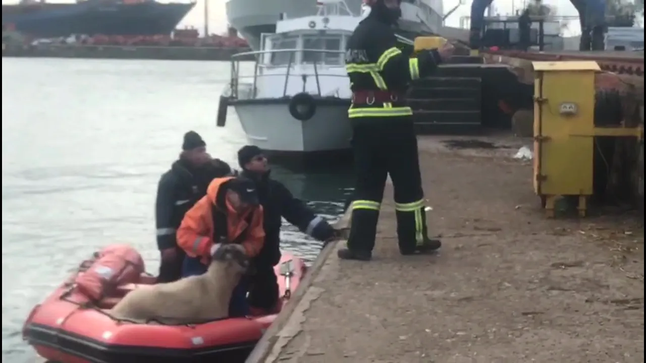 Nava cu 14.000 de oi scufundate în Marea Neagră. Ministrul Transporturilor a început o anchetă / Anunţul ANSVSA