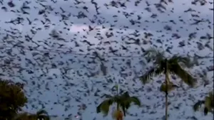 „O tornadă” de lilieci a cuprins un oraş din Australia. De ce nu pot scăpa autorităţile de ei | VIDEO