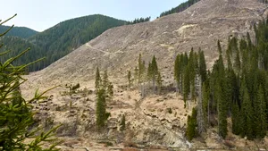 Ce scrie presa străină despre defrişările ilegale de la noi. Die Zeit: România, locul în care sunt distruse ultimele păduri ale Europei