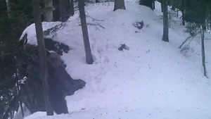 Imagini amuzante cu un urs care se scarpină de un arbore, surprinse într-o pădure din Caraş-Severin | VIDEO
