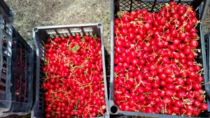 Vrânceanul care a făcut senzaţie anul trecut invitând oamenii să-i culeagă cireşte recidivează în 2021