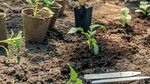 Patru legume pe care să le plantezi în septembrie și care vor fi gata de cules până la sfârșitul anului