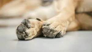 Un bărbat din Constanța, arestat preventiv după ce a împușcat un câine. Bărbatul era beat