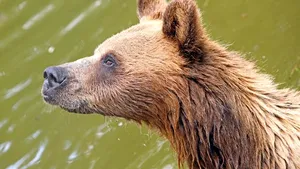 Proiecte româneşti de protejare a ursului şi acvilei ţipătoare mici, în topul programului Life al CE