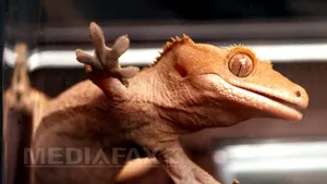 Cinci şopârle implicate într-un experiment spaţial rusesc despre viaţa lor sexuală au murit