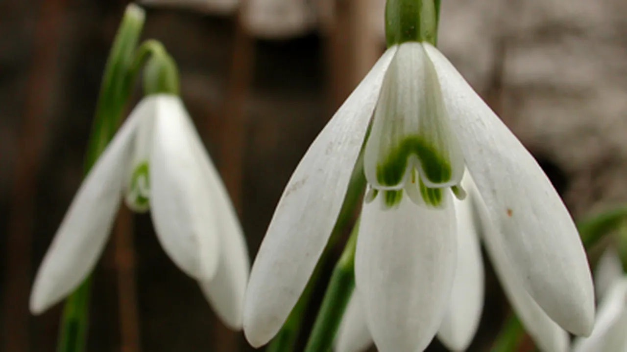 Bringing Snowdrops Into Hungary Is A Crime