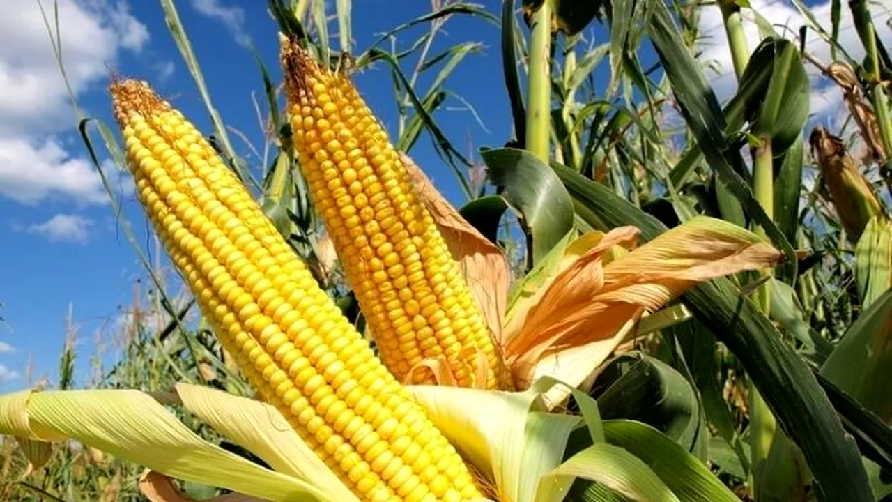 Porumb prăjit contaminat cu aflatoxină, retras de pe piaţă