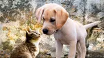 Unul din trei spanioli crede că animalele își pot „planifica acțiunile” la fel ca oamenii. 76% nu acceptă modificarea genetică a animalelor