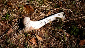 Cadavre de animale în putrefacție, descoperite pe un teren din Constanța. Autoritățile fac anchetă