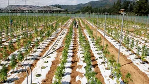 Peste 7 kilograme de canabis, confiscate de poliţişti în urma a 16 percheziţii în Vâlcea