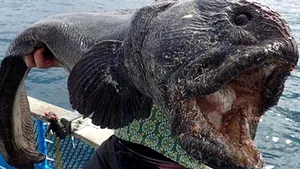 Peşte-gigant, capturat în Japonia - FOTO