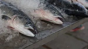 Gheţarii cu mercur din Groenlanda cresc de 15 ori concentraţia substanţei în apă. Cum ne ferim de intoxicaţie, posibilă prin consumul de peşte