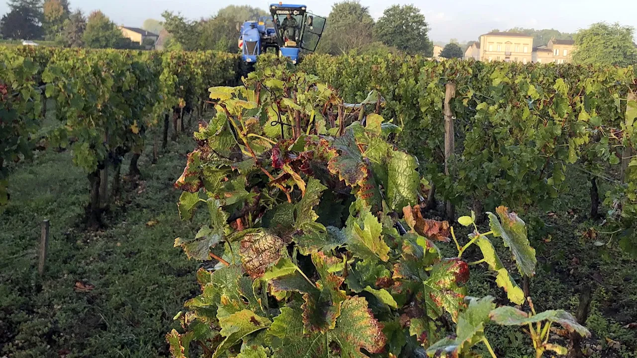 Producţia de vin din acest an va fi afectată de vremea nefavorabilă. Ce impact au schimbările climatice asupra viţei de vie din Europa