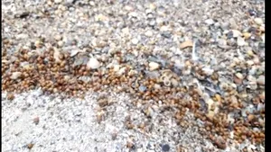 Gărgăriță-riță, fugi pe litoral! Buburuze agresive invadează litoralul