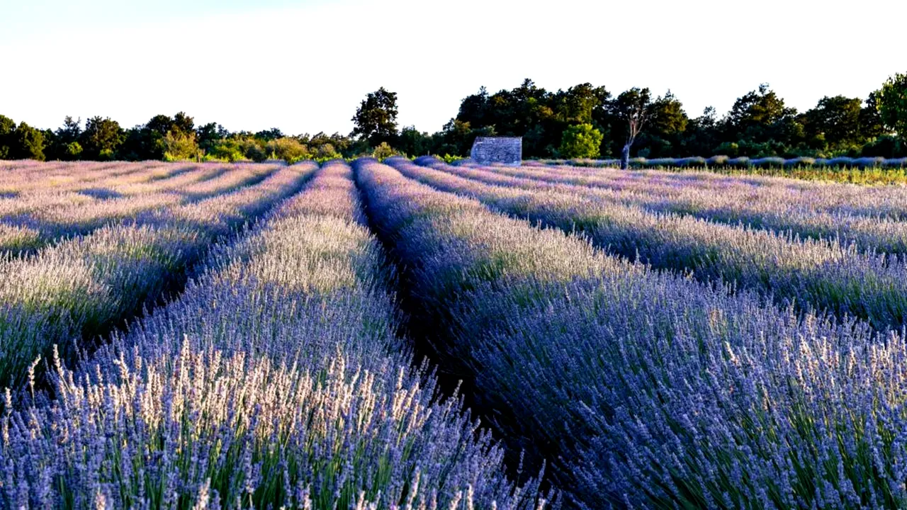 Vești bune pentru micii fermieri, dar și floricuriltori: statul oferă noi finanțări de 113 milioane de euro