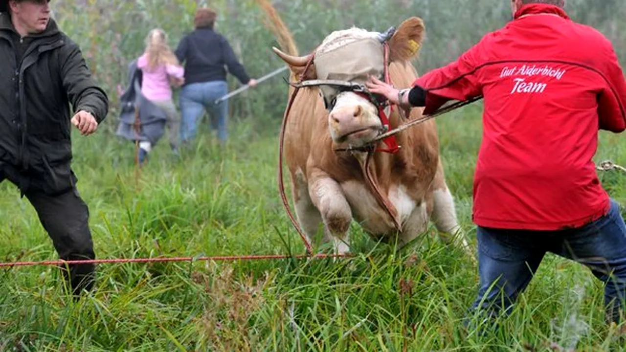 Vaca bavareză Yvonne a fost găsită - FOTO