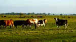 ANSVSA: Nu s-a confirmat niciun caz de antrax la bovine în județul Botoșani