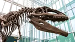O fosilă uitată într-un sertar timp de 40 de ani s-a dovedit a fi primul os de dinozaur din Antarctica